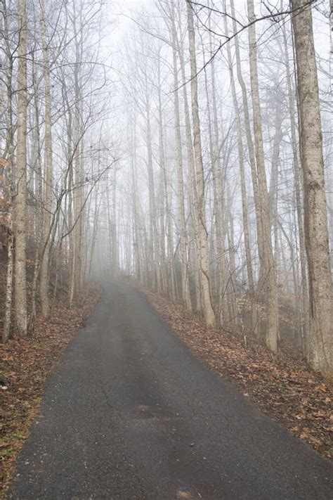 Looking Up A Rural Drive On A Foggy Morning Stock Image Image Of