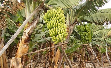 Angola Bengo Exports Over 100 Tons Of Bananas Every Week
