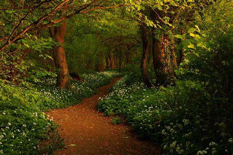 Download Flower Green Tree Spring Forest Nature Path Hd Wallpaper By