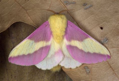 The Pink And Yellow Rosy Maple Moth Is An Eye Catching Garden Visitor