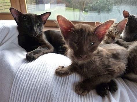 Oriental Longhair Cat Info Temperament Care Training