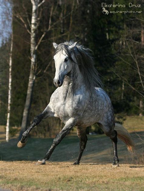 Orlov Trotter Horses Dapple Grey Horses Horse Breeds