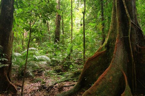 Guide To Visiting Australias Daintree Rainforest Incl Cape Tribulation