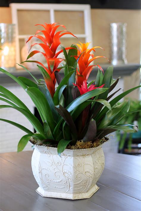 Bromeliad Planter In Simi Valley Ca Michaels Flowers