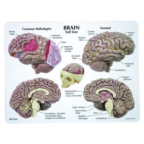 Brain Model 1019542 2900 Human Brain Models Models Of Human