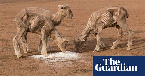 Its Dire Farmers Battle Their Worst Drought In 100 Years Photo