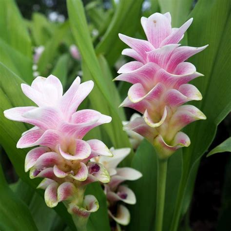 Siam Tulip Chiangmai Pink Curcuma Thorelli My Garden Life