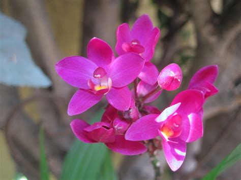 Orquídeas exóticas de la selva de Perú Flowers Plants Rose
