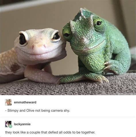 Grab outstanding enjoy flexible at alibaba.com and enjoy amazing specs that light up entertainment. 36 MEMES FOR TODAY #102 | Animaux les plus mignons ...