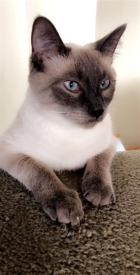 Siamese And Persian Mix Mxiker