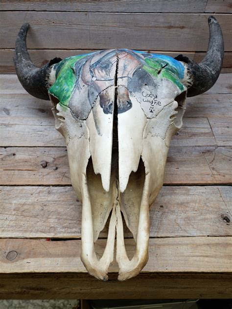 Buffalo Bison Skull Nice Painted Skull By Cody Etsy