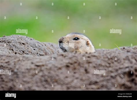 Black Tailed Prairie Dogscynomys Ludovicianus At Burrow Stock Photo