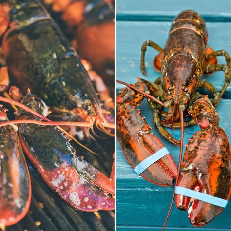 Canadian Lobster Vs Maine Lobster Similarities And Differences