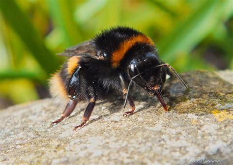 If you want to increase your chances of matching and talking with new people on bumble, you might want to follow those guidelines: "A successful Rescue!" | This lovely bumble bee fell onto ...