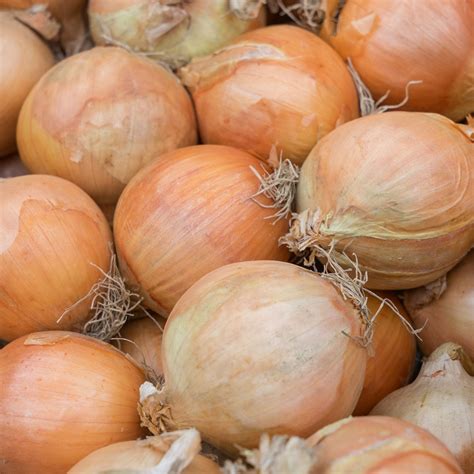 Organic Onion Seeds Yellow Sweet Spanish Vegetable Seeds In Packets