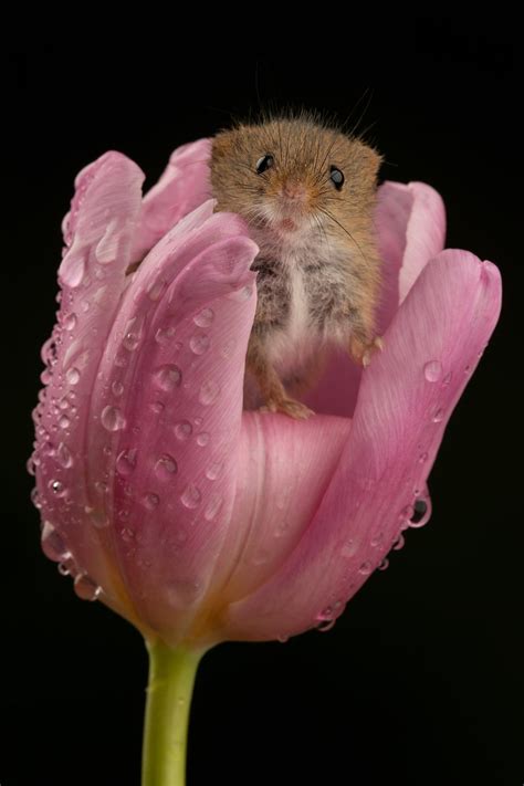 Adorable Photos Of Harvest Mice Frolicking In Tulips Will Make You