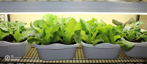 How To Grow Fresh Greens Inside Your Home All Year Long The Provident