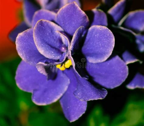 Curly Flower Purple Violets Macro Stock Photo Image Of Natural T