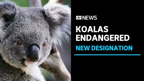 Koalas Endangered In Nsw Queensland And Act Abc News Youtube