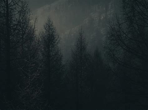 Free Stock Photo Of Dark Forest Landscape