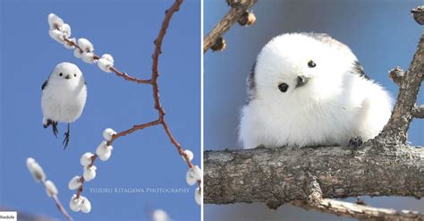 Birds from all over the world! Tiny Cotton Ball Bird on Japanese Island - Kitchen Fun ...