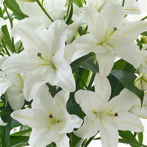 White Oriental Lily Hand Tied Flower Bouquet Flowers Sheffield From