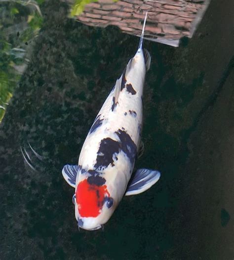 Ikan bersisik dianggap sebagai gambaran rezeki dan kemakmuran yang berlimpah. Jual Ikan Koi di Bekasi | Jual Ikan Koi Kualitas Juara. Harga Ikan Koi Paling Murah