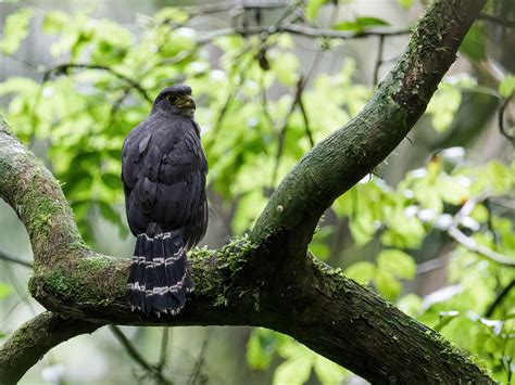 Slaty Backed Forest Falcon Micrastur Mirandollei Panama Ra Flickr