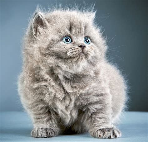 Wallpapers Kittens Cats Grey Fluffy Animals Staring