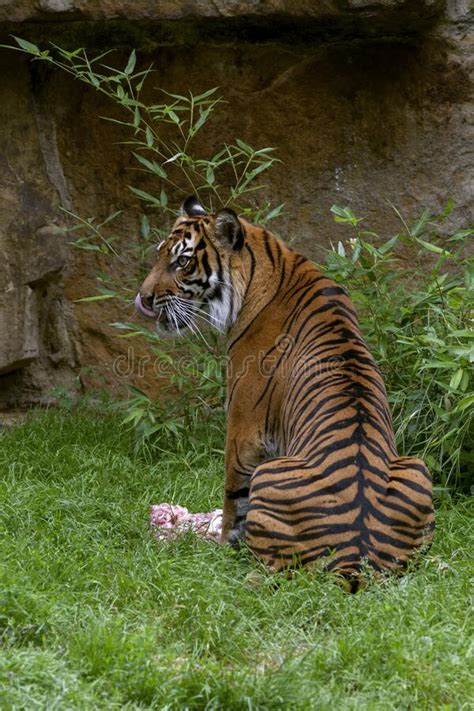 The Portrait Rare Sumatran Tiger Inhabits The Indonesian Island Of