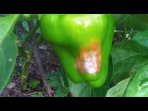 Blossom End Rot In Peppers Causes And Fixes Stuffed Peppers Pepper