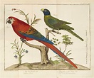 BRISSON, Mathurin Jacques (1723-1806). Ornithologie ou Méthode ...