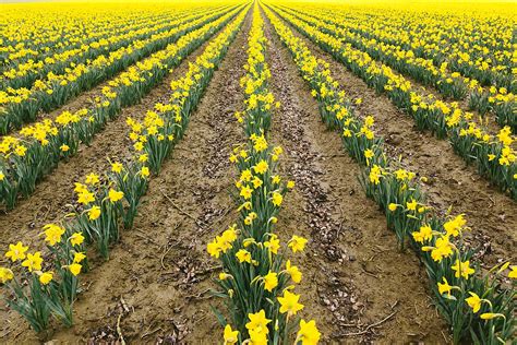 Bright Yellow Field Of Daffodil Flowers By Stocksy Contributor Luke