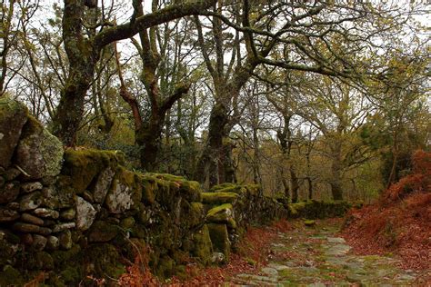 Free Picture Tree Stone Wall Lichen National Park Landscape