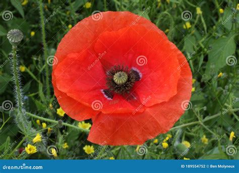 A Close Up Photograph Of A Red Corn Poppy Flower Stock Photo Image Of