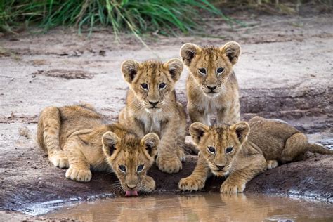 Löwenkinder Uganda Foto And Bild Natur Afrika Tiere Bilder Auf Fotocommunity