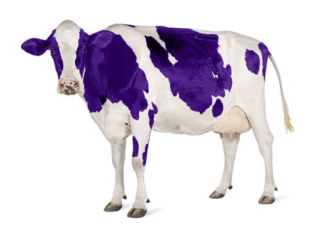 Home Purple Cow Internet 💜🐄