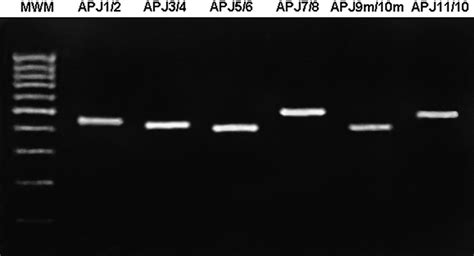 Apj Receptor Gene Polymerase Chain Reaction Pcr Products Obtained