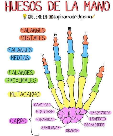 Huesos de la mano Anatomia y fisiologia humana Anatomia y fisiologia Anatomía médica