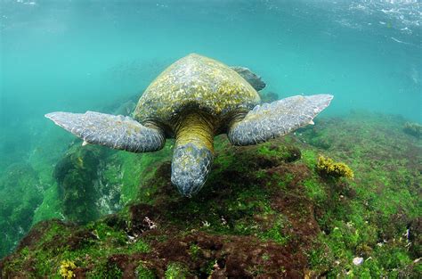 Galapagos Green Sea Turtle Chelonia Photograph By Pete Oxford