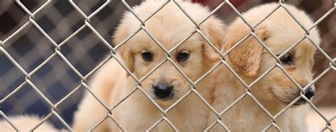 What Diseases Do Dogs Get From Puppy Mills
