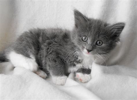 Kittens in cats & kittens for sale. beautiful-fluffy-grey-white-kittens-8wks-old-51aef197b7454 ...