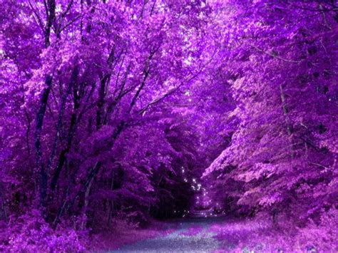 720p Free Download Purple Forest Path Forest Purple Trees Hd