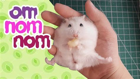 Can Hamsters Eat Bread Youtube