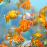 Rüyada Japon Balığı Görmek | Rüya Tabiri Yorumları