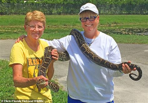 More Than 5000 Burmese Pythons Are Captured In The Florida Everglades