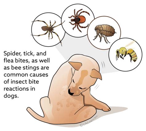 Insect Bite Reaction In Dogs Vca Animal Hospital