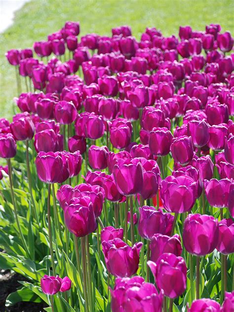 Tulip Purple Prince Top Quality Tulip Bulbs For Sale Dutchgrown