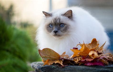 Обои осень кошка кот взгляд поза листва портрет голубые глаза
