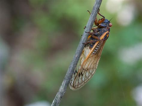 Cicadas Fall Prey To A Psychedelic Producing Fungus That Makes Their